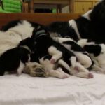A-Wurf am 04/01/2017