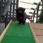 Florentine auf der Rampe