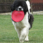 Evy mit Frisbee