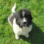 Aurora vom Fürstenholz