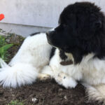 Aurora macht es sich im Blumenbeet gemütlich