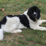 Aurora vom Fürstenholz