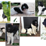 unser A-Wurf feiert seinen ersten Geburtstag